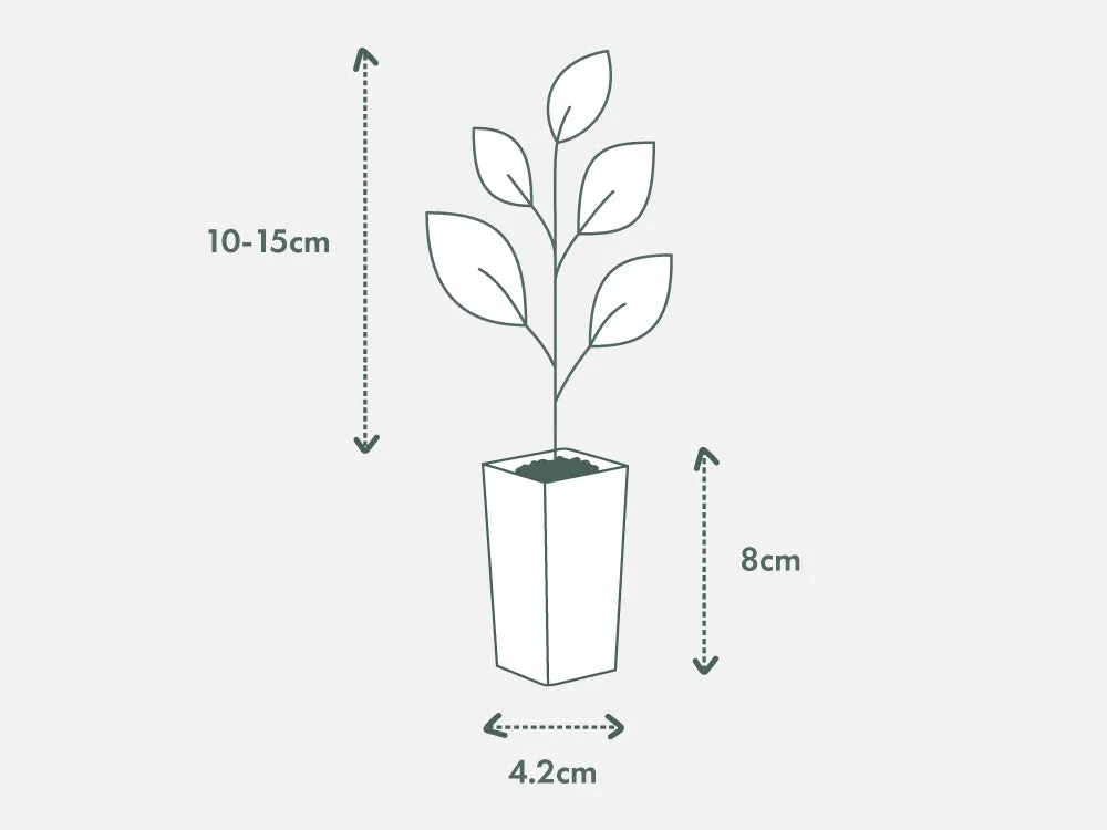 Pandorea jasminoides