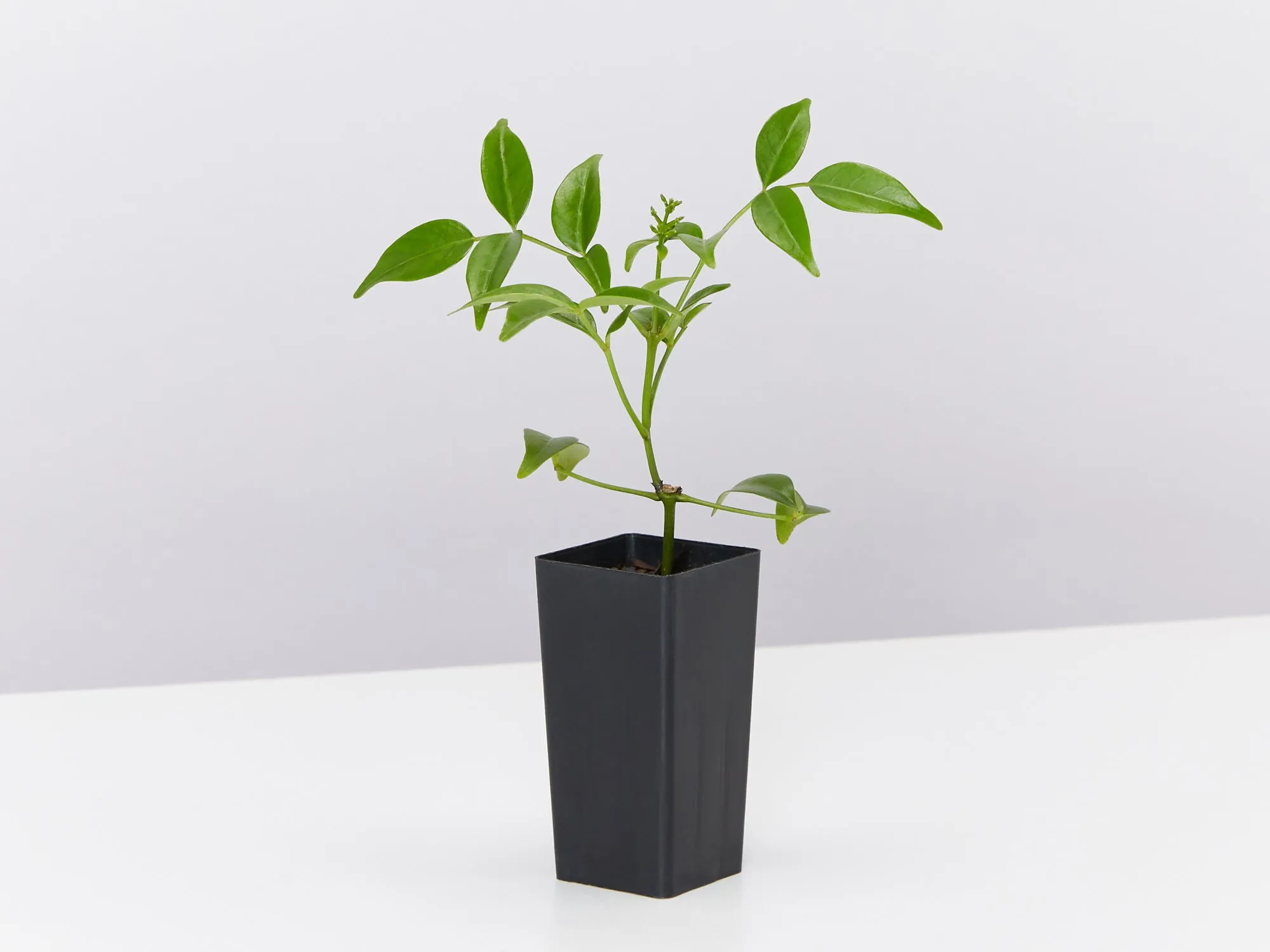 Pandorea jasminoides