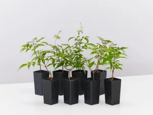 Pandorea jasminoides