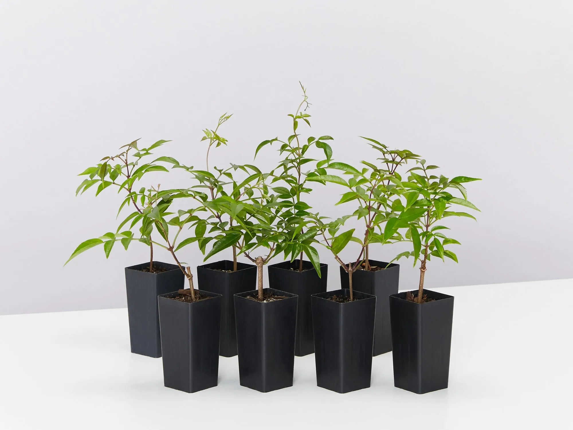 Pandorea jasminoides