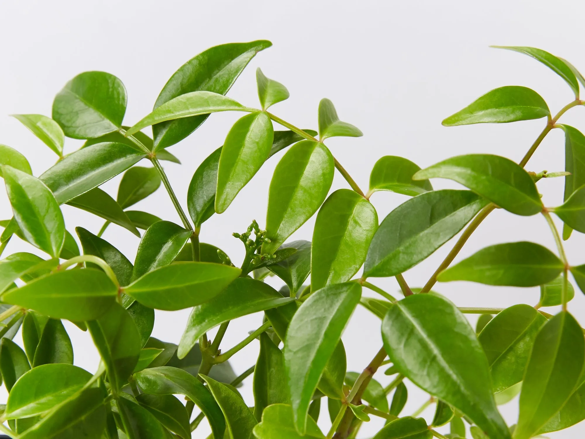 Pandorea jasminoides